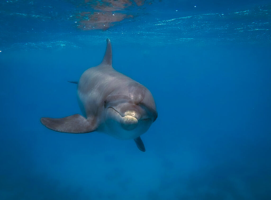 Delfin im Meer guckt in die Kamera und lächelt